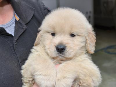 سگ گلدن رتریور،،توله گلدن رتریور با قیمت مناسب