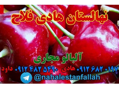 نهالستان هادی فلاح