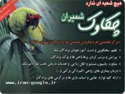 مرکز تخصصی  خرید و فروش پرندگان زینتی و سخنگو در چیذر 