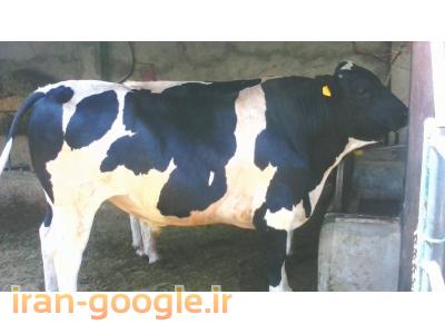 فروش گوساله پرواری