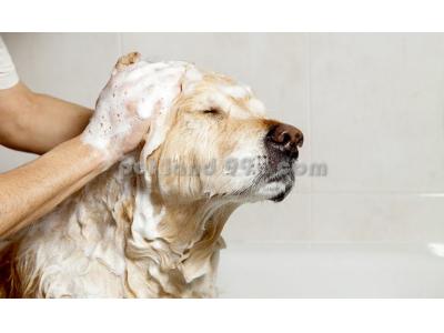 خدمات دامپزشکی-آرایش سگ و گربه در منزل