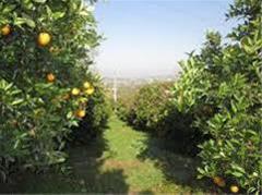  فروش باغ مرکبات در قائم شهر