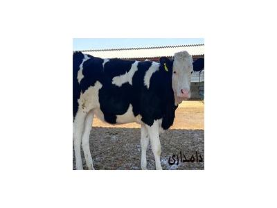 فروش تلیسه آبستن 7 ماهه