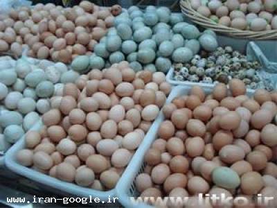  فروش وپخش تخم نطفه دار تمامی پرندگان