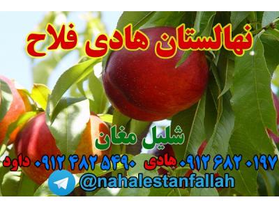 نهالستان هادی فلاح