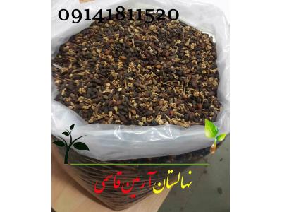 بذر گلابی درگزی