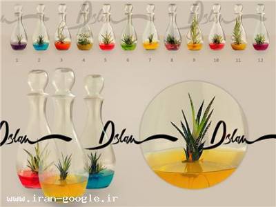 شیشه تزئینی-گیاهک (کشت بافت تزئینی) Giahak