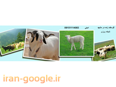 دام زنده-فروش گوسفند زنده در مشهد 