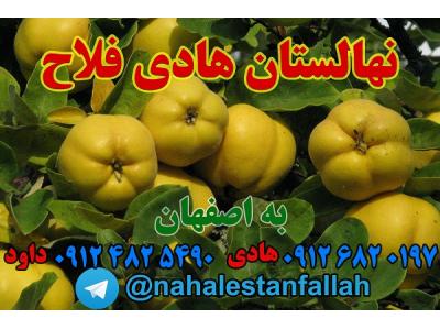 اصلاح-نهالستان هادی فلاح