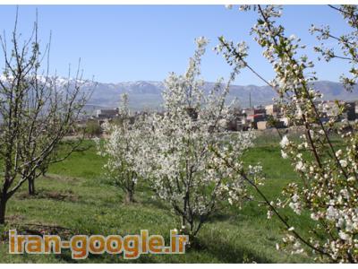 فروش فوری باغ میوه