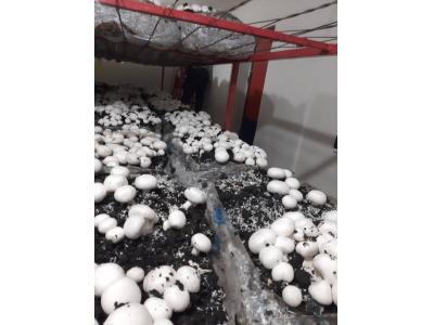 راه اندازی آنلاین سالن پرورش قارچ و کسب درآمد