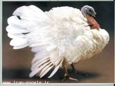 جوجه بوقلمون،پرورش بوقلمون،فروش جوجه بوقلمون