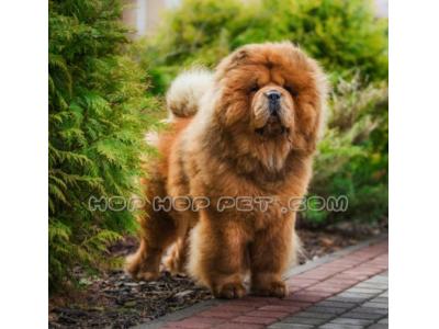 فروش گربه پرشین و اسکاتیش