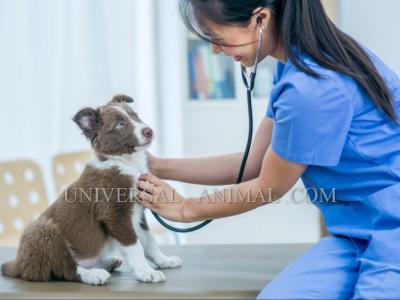 Animal supply Bahrain