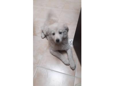 فروش توله های سگ سامویید