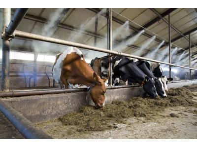 مهپاش. مه پاش