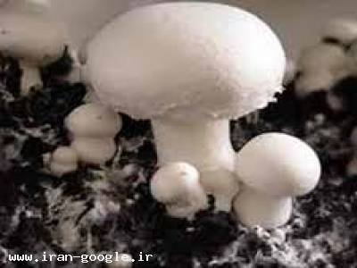 کمپوست قارچ دکمه ای  09144432479