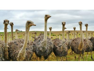 فروش شتر مرغ کشتاری