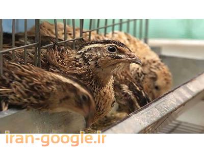 خدمات بلدرچین مشهد و استان خراسان