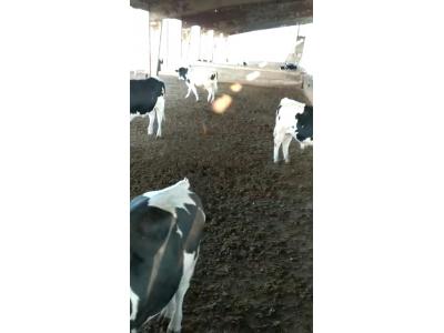 فروش 6 راس گوساله نر هلشتاین