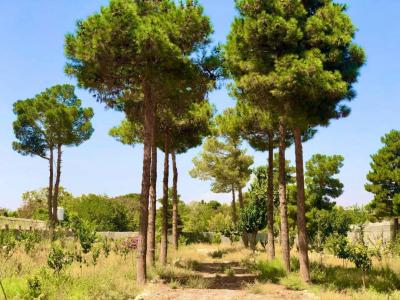 مهرشهر 5000 متر باغ ویلا ششدانگ باوجوز ساخت