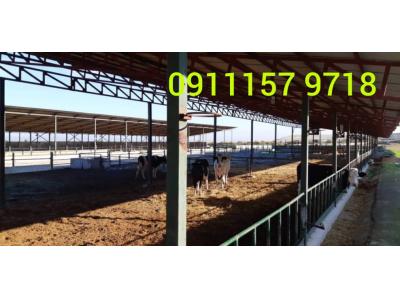 فروش دامداری در مازنداران 