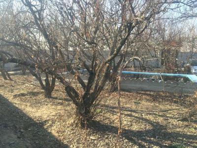 فروش باغ ویلا 1200 متری در شهریار(کد246)