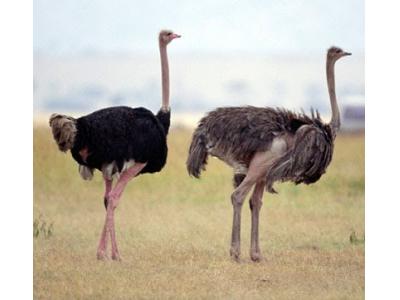 فروش شتر مرغ کشتاری