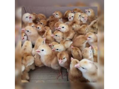 فروش جوجه یکروزه محلی گلپایگانی و جوجه یکروزه جهادی