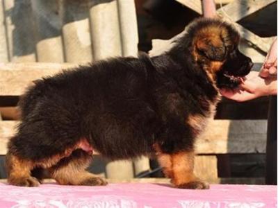 سگ نژاد دار- فروش توله ژرمن شولاین 