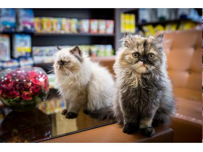 کلینیک دامپزشکی کارن در جنت آباد