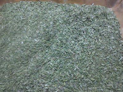 برداشت و فروش عمده رازیانه