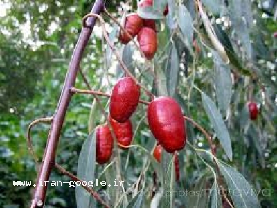  فروش سنجد اسیایی