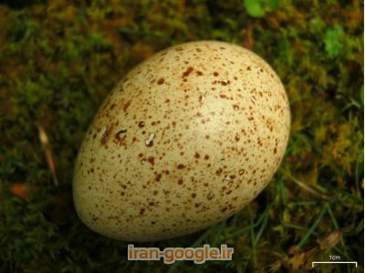 فروش تخم بوقلمون   