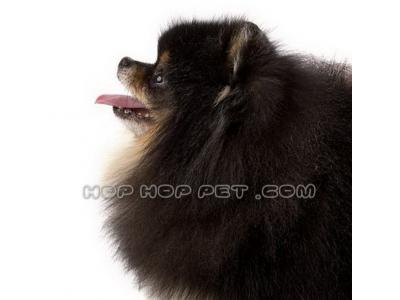 سگ پامر میدان هروی تهران