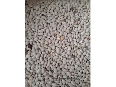 قیمت انواع لوبیا سفید