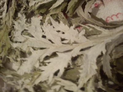 برداشت و فروش عمده کنگر فرنگی