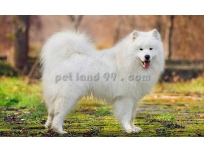 آرایش سگ و گربه در منزل