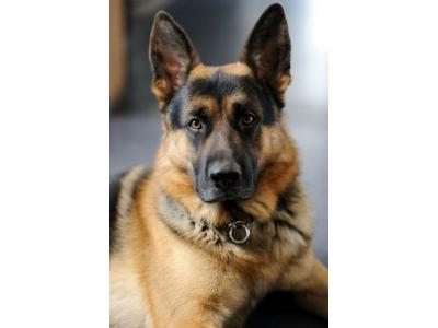 فروش انواع مولد ژرمن شپرد 