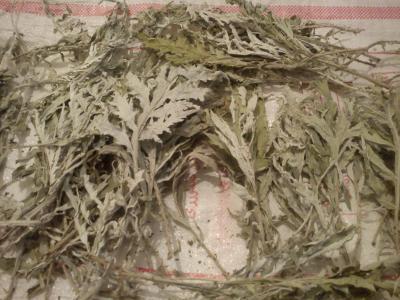 برداشت و فروش عمده کنگر فرنگی