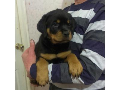 سگ روتوایلر_سگ نگهبان اصیل و آموزش دیده برای فروش