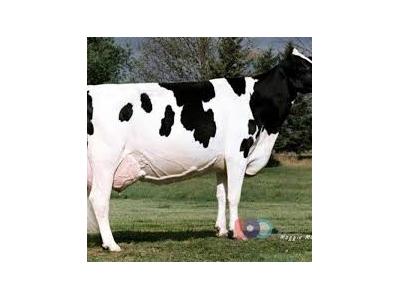 فروش تلیسه آبستن 7 ماهه