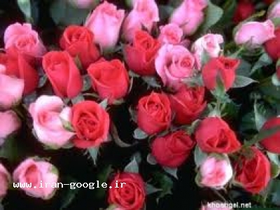 گل-تولید کننده گل رز هلندی