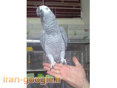 فروش معروفترین کاسکو در ایران