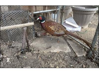 قرقاول نر آمریکایی