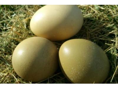 مزرعه-فروش تخم قرقاول 