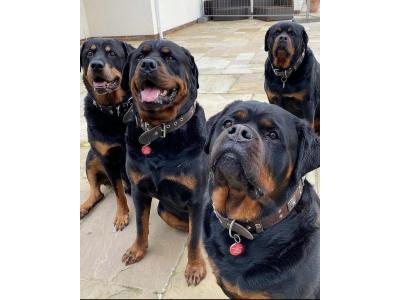 سگ روتوایلر_سگ نگهبان اصیل و آموزش دیده برای فروش