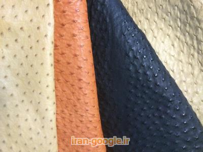 خرید وفروش پوست وپرشتر مرغ 
