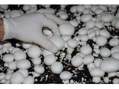 راه اندازی آنلاین سالن پرورش قارچ و کسب درآمد