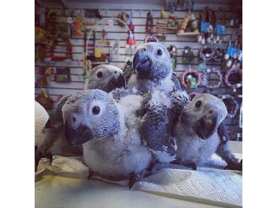 صادرات و واردات حیوانات خاص